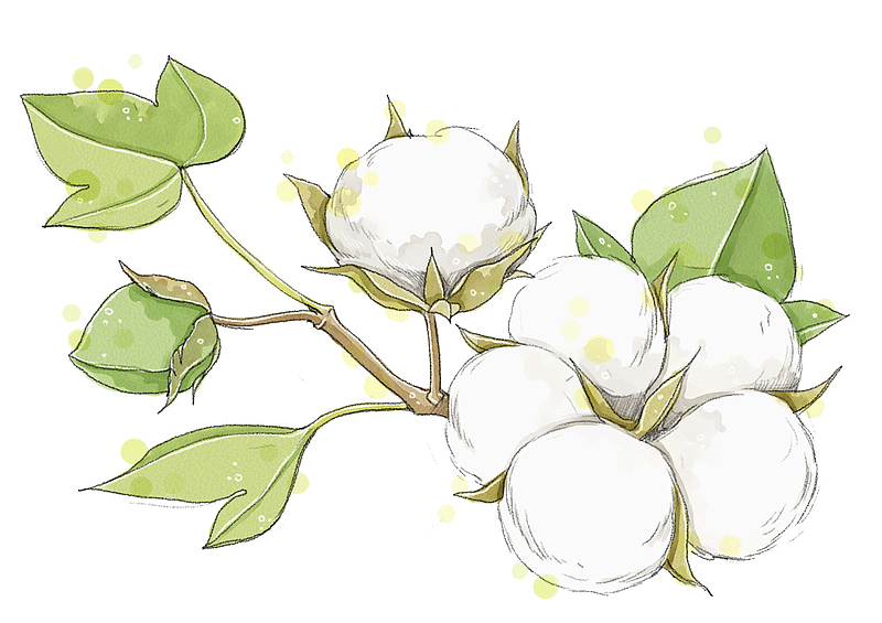 手绘棉花图