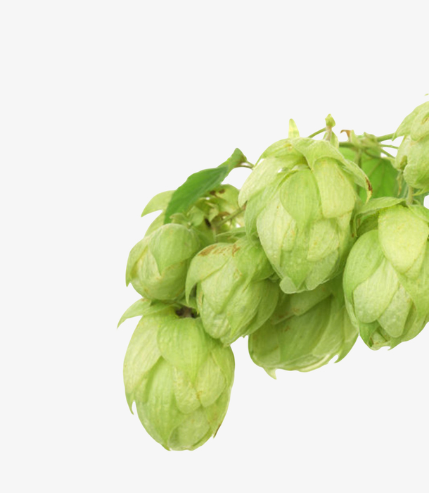 绿色果状植物啤酒酒花实物