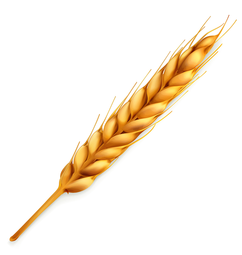 谷物金色麦穗素材图