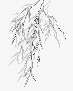 简笔画柳树