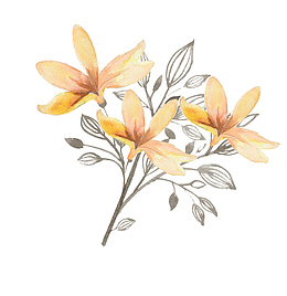 手绘黄色白玉兰