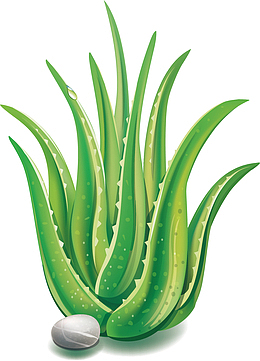 手绘芦荟矢量图