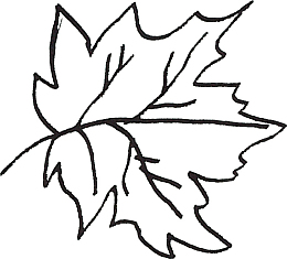 线描树叶