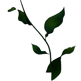 植物剪影
