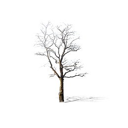 简单枯树素材
