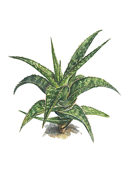 生长的芦荟