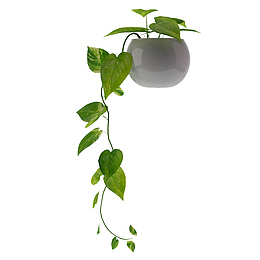 叶子鲜草绿色垂吊植物