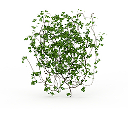 鲜绿色藤蔓垂吊植物