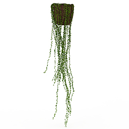 盆栽鲜草绿色垂吊植物