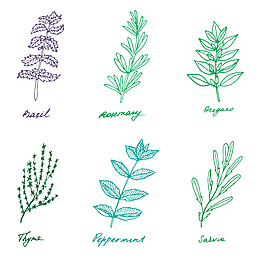 手绘清新植物迷迭香蓬蒿插画免抠