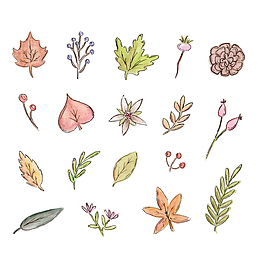 彩绘秋季叶子和花朵矢量图