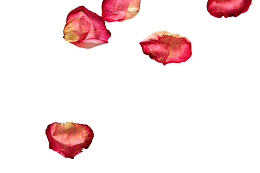 粉色干花瓣