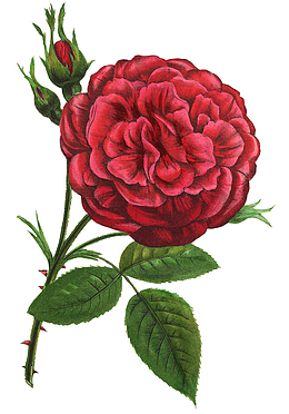 手绘红色月季花图谱
