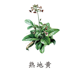 药材熟地黄