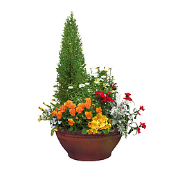大型花盆