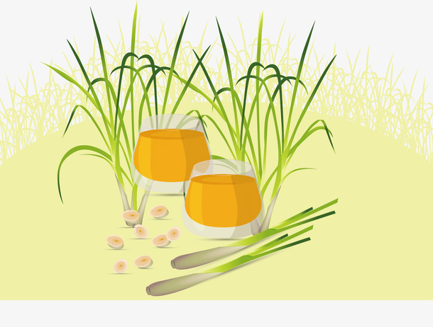 矢量柠檬草插图