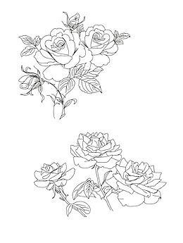素描花卉