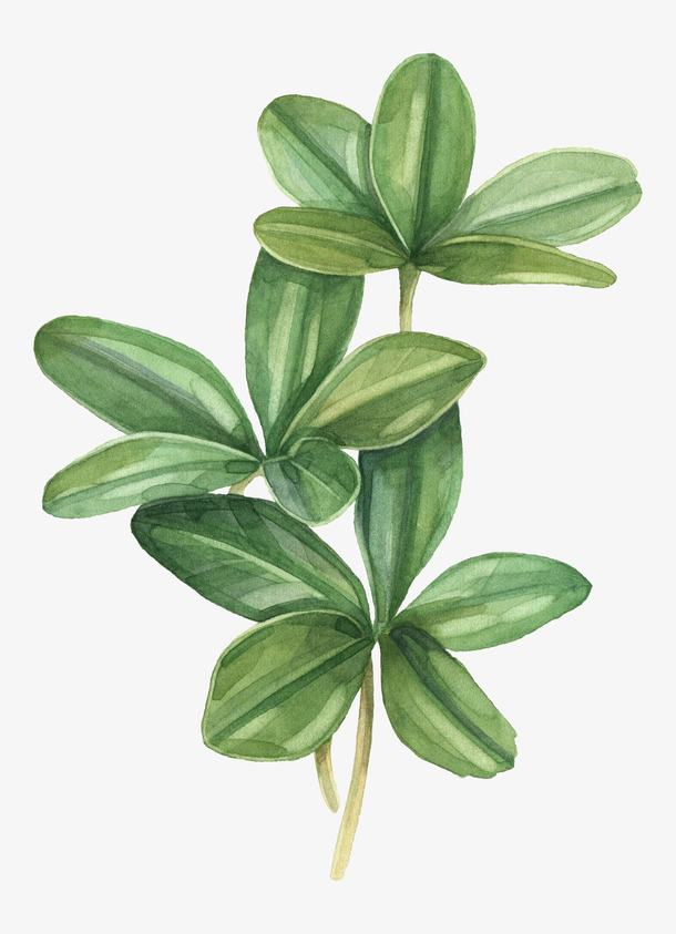 绿色手绘植物png