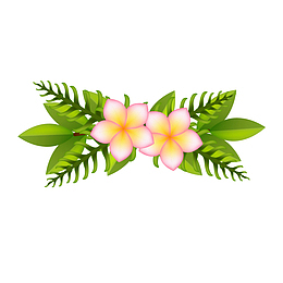 夏季植物红色鸡蛋花矢量图