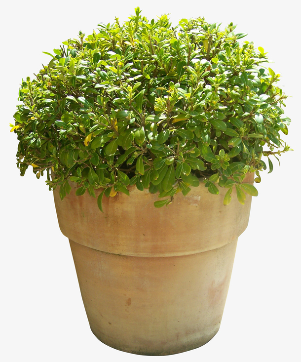 实物一盆花绿色米兰花