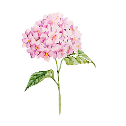 美丽水彩绣球花矢量图