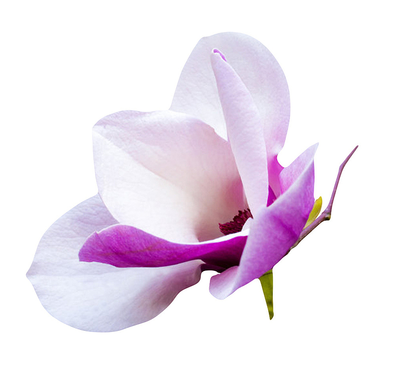 白紫色香味耐寒的玉兰花瓣实物