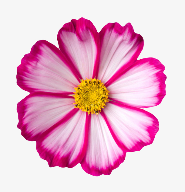 红白色植物黄色芯的一朵大花实物