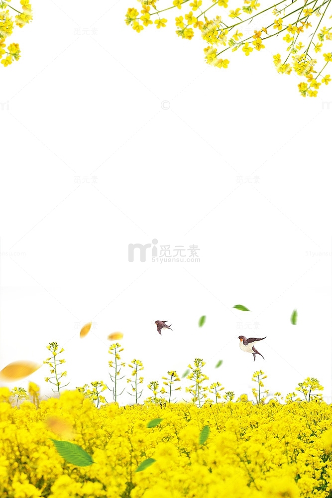 春季油菜花装饰边框