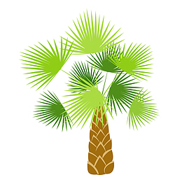 带刺树叶植物亚热带树木灌木树椰