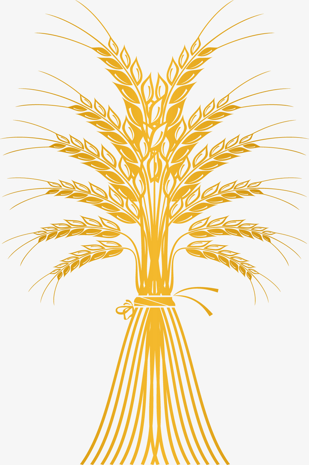 矢量金色麦子创意图