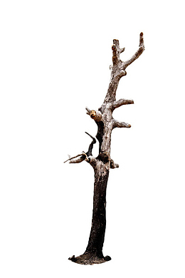 褐色干枯植物根茎