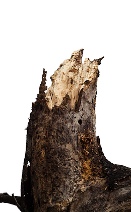 褐色干枯腐朽的树根树干