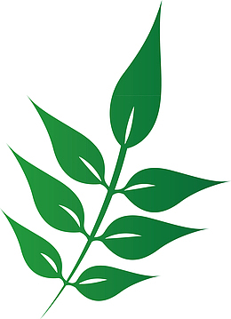 茉莉花叶子热带植物叶子