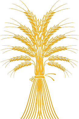 矢量金色麦子创意图