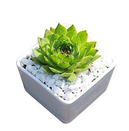 观音莲 多肉植物 观音莲盆栽