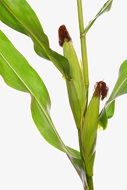 玉米绿色素材_玉米绿色png图片下载_觅元素