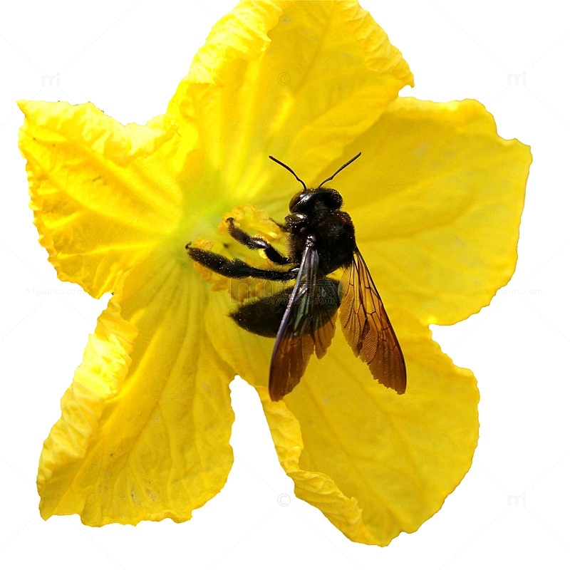 蜜蜂在丝瓜花上采蜜图