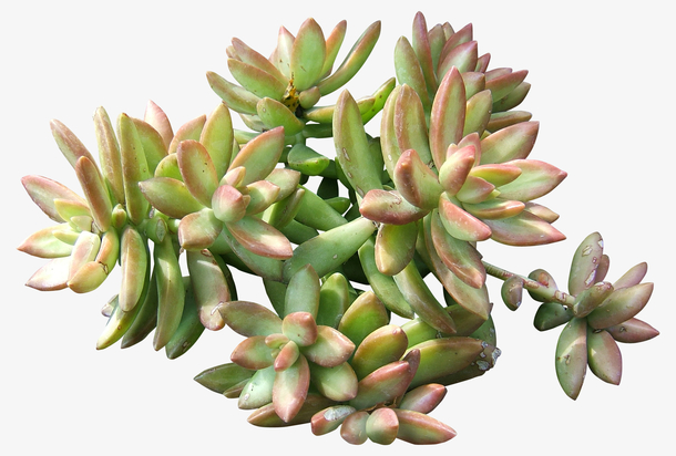 绿色多肉植物素材免费下载_觅元素