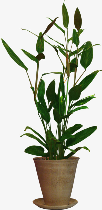 植物盆栽免抠素材免费下载_觅元素51yuansu.com