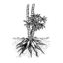 矢量手绘植物根部