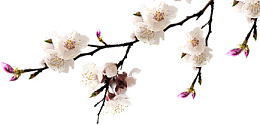 真是桃花树枝