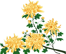 菊花