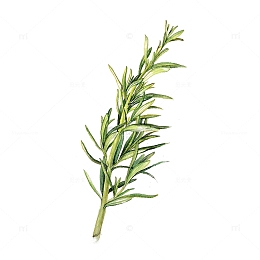 手绘水彩新鲜迷迭香香料免抠