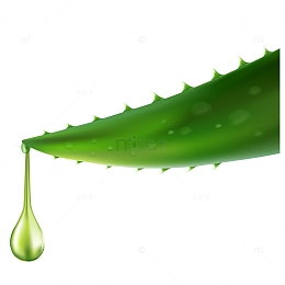 手绘矢量芦荟精油