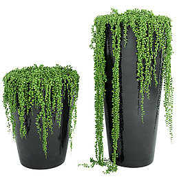黑色盆栽绿色藤蔓垂吊植物