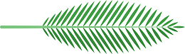 热带植物棕榈叶素材图