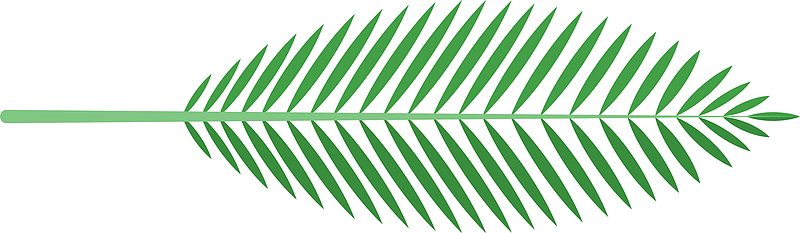 热带植物棕榈叶素材图