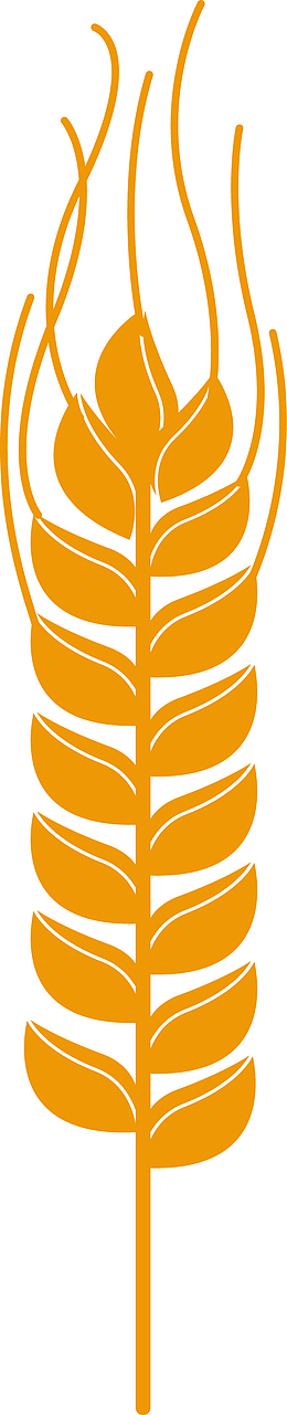 农作物青稞植物矢量图