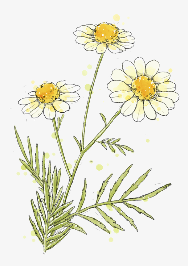 手绘唯美小雏菊