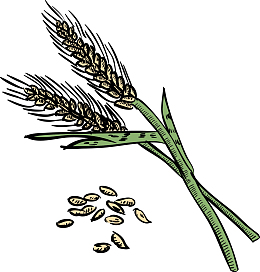 绿色手绘麦穗矢量图